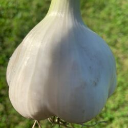 Knoblauch