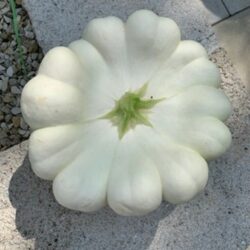Patisson-Kürbis weiß