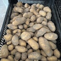 Kartoffeln