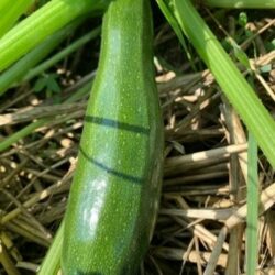 Zucchini grün