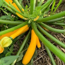 Zucchini gelb
