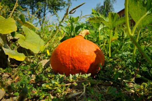 'Red Kuri' Hokkaido