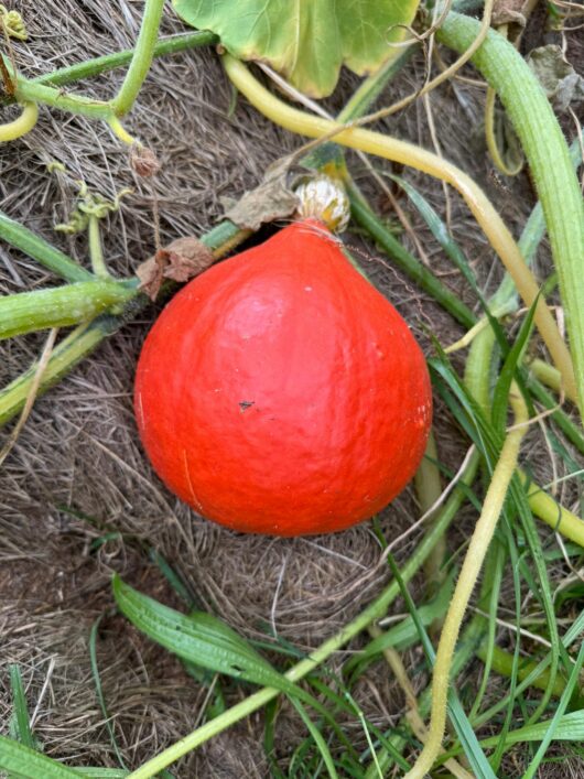 Hokkaido Kürbis