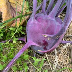 Kohlrabi rot