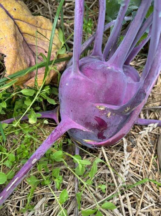 Kohlrabi rot