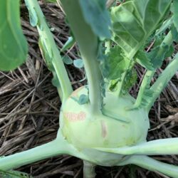 Kohlrabi weiß