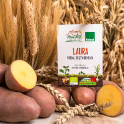 Rosmarinkartoffel 'Laura'