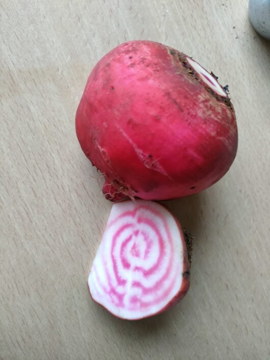 Ringelbeete