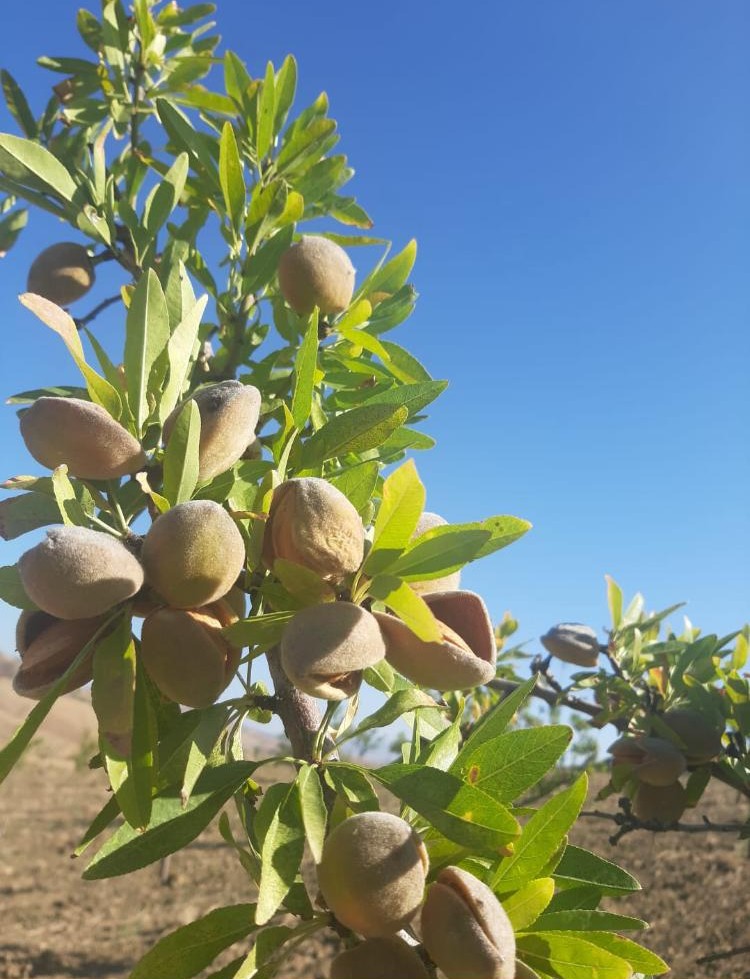 Mandeln 'geröstet & gesalzen' – Bild 2