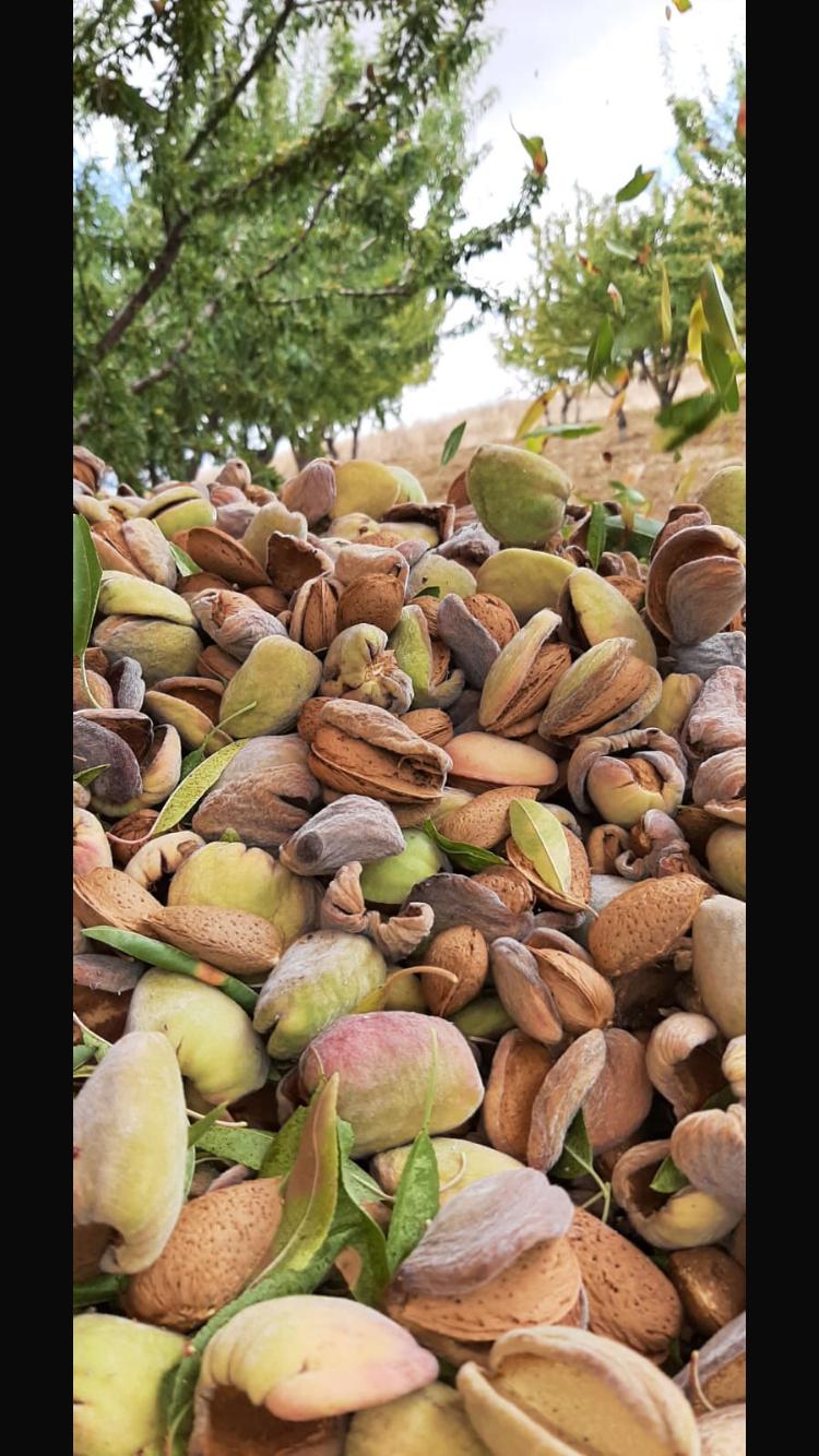 Mandeln 'geröstet & gesalzen'