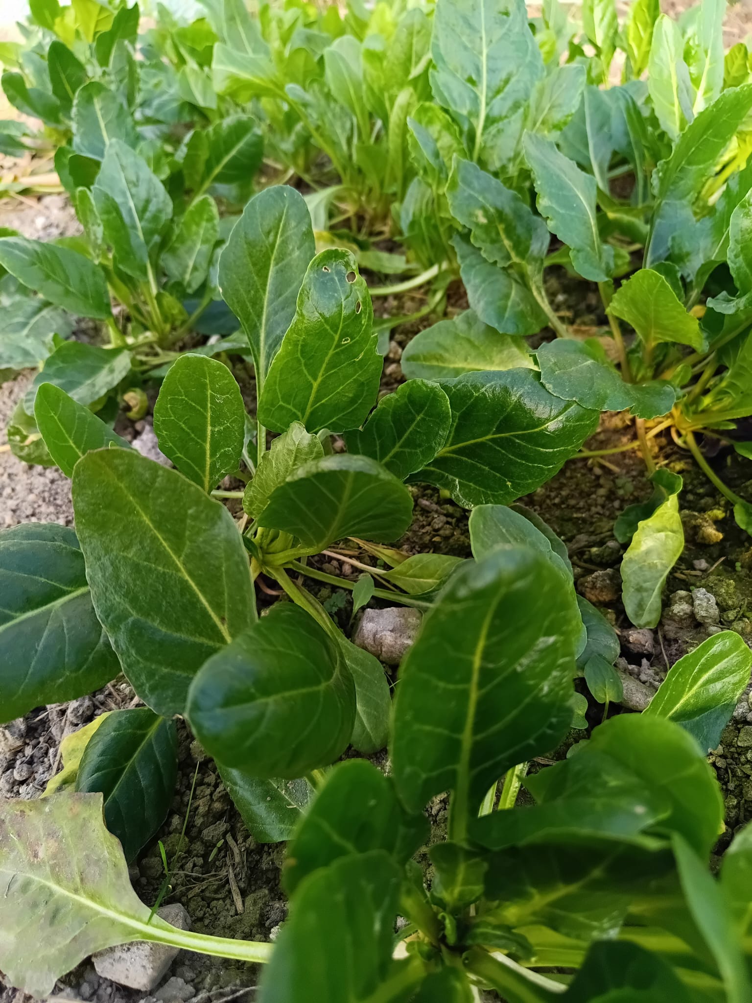 Schnittmangold 'Verte da Taglio'