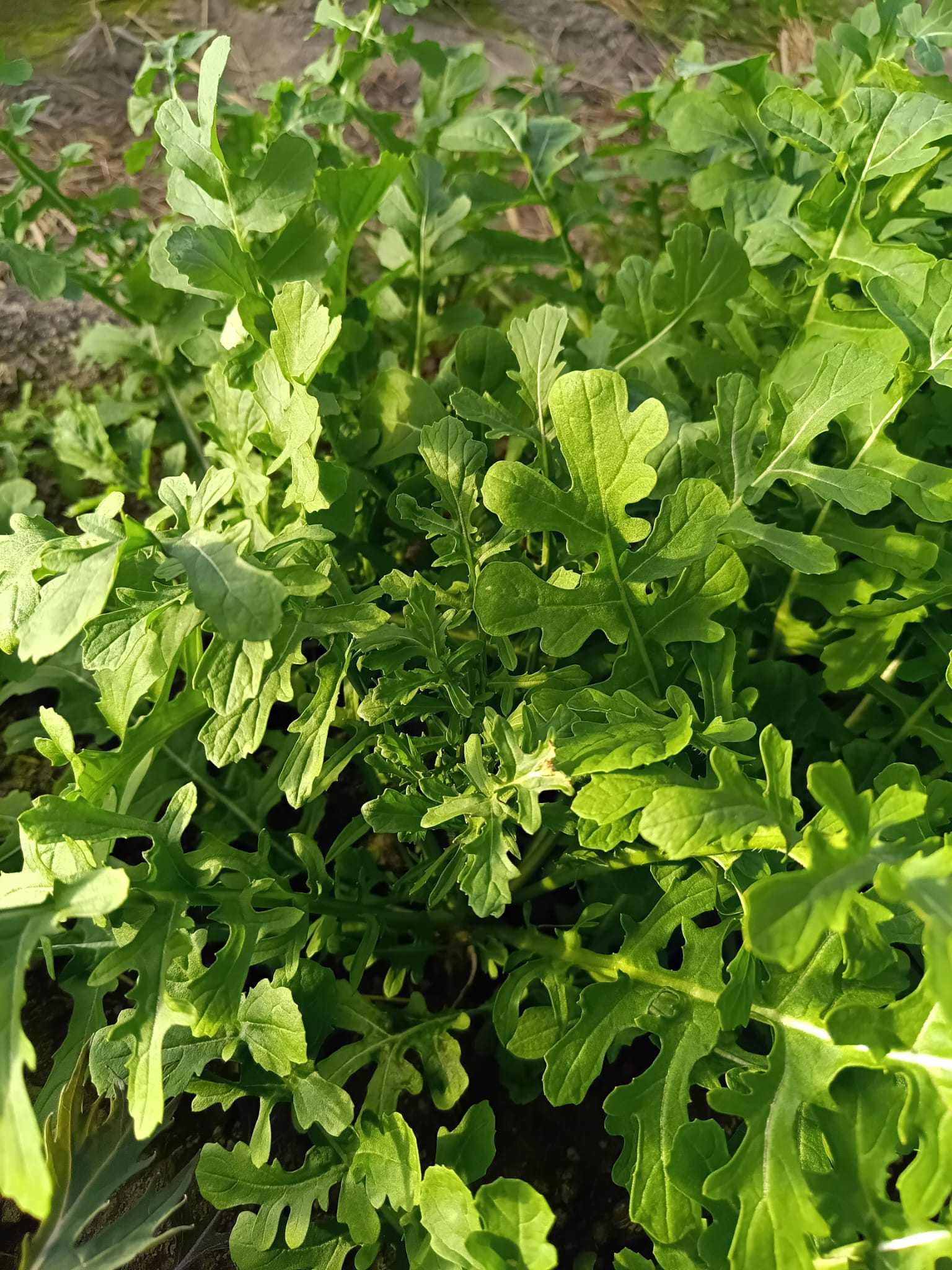 Rucola