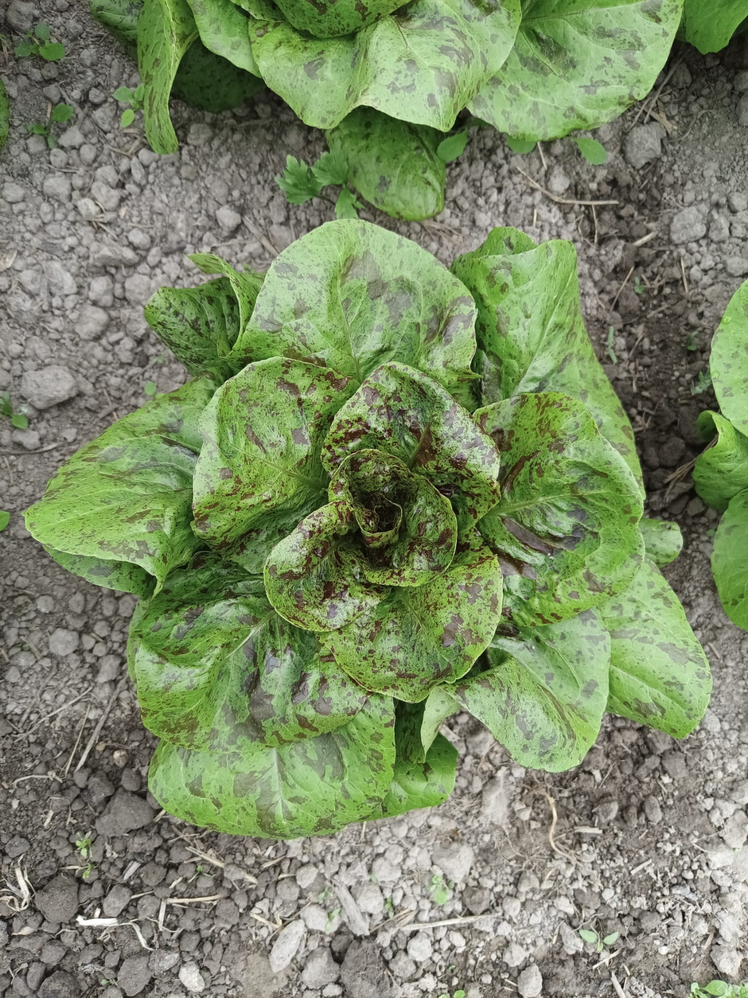 Kopfsalat 'Forellenschluss'