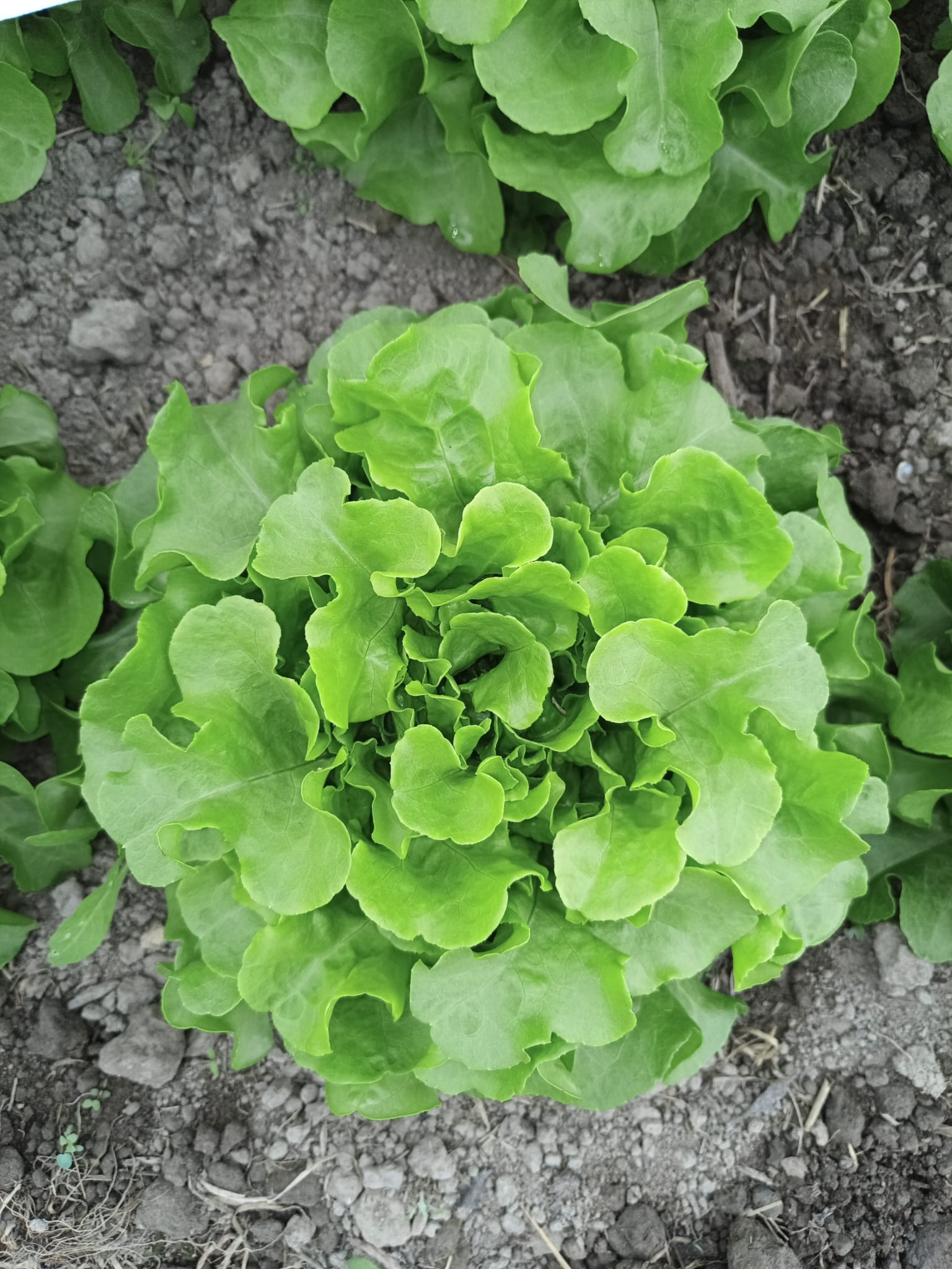 Eichblattsalat 'Vittaly'