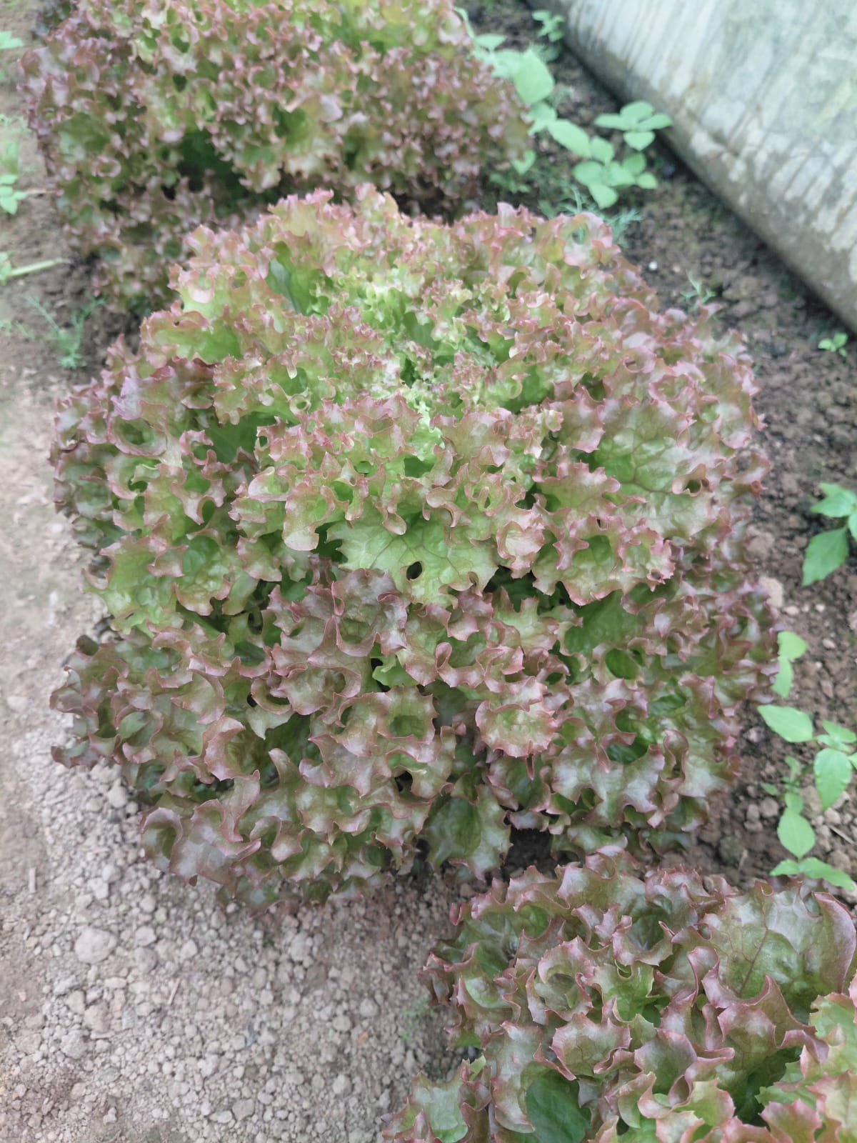 Eichblattsalat rot