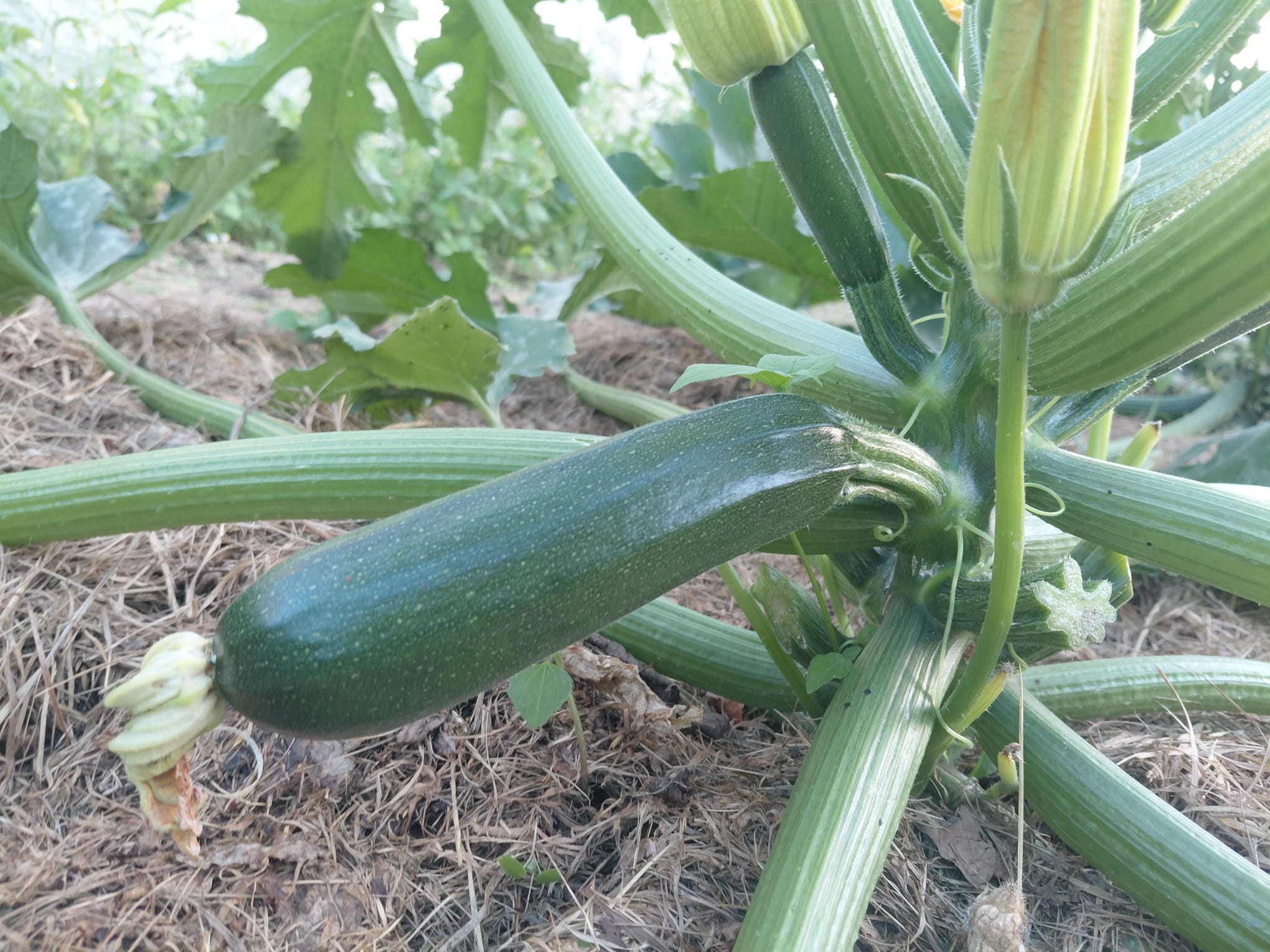 Zucchini